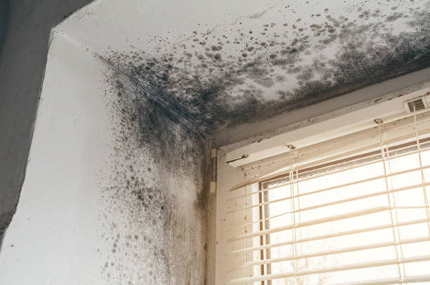 Affordable Commercial Mold Remediation solutions in Windber, PA